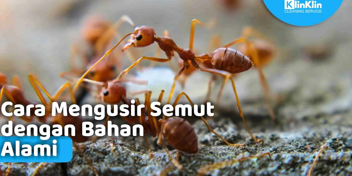 10 Cara Alami Lawan Semut di Rumah: Cuka & Kayu Manis