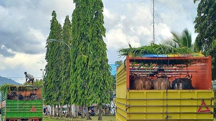 11.565 Sapi NTB Dikirim ke Jawa Sebelum Idul Adha 2026