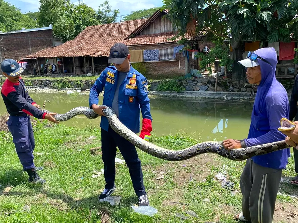 18 Anak Kobra Ditemukan di Rumah Warga Demak