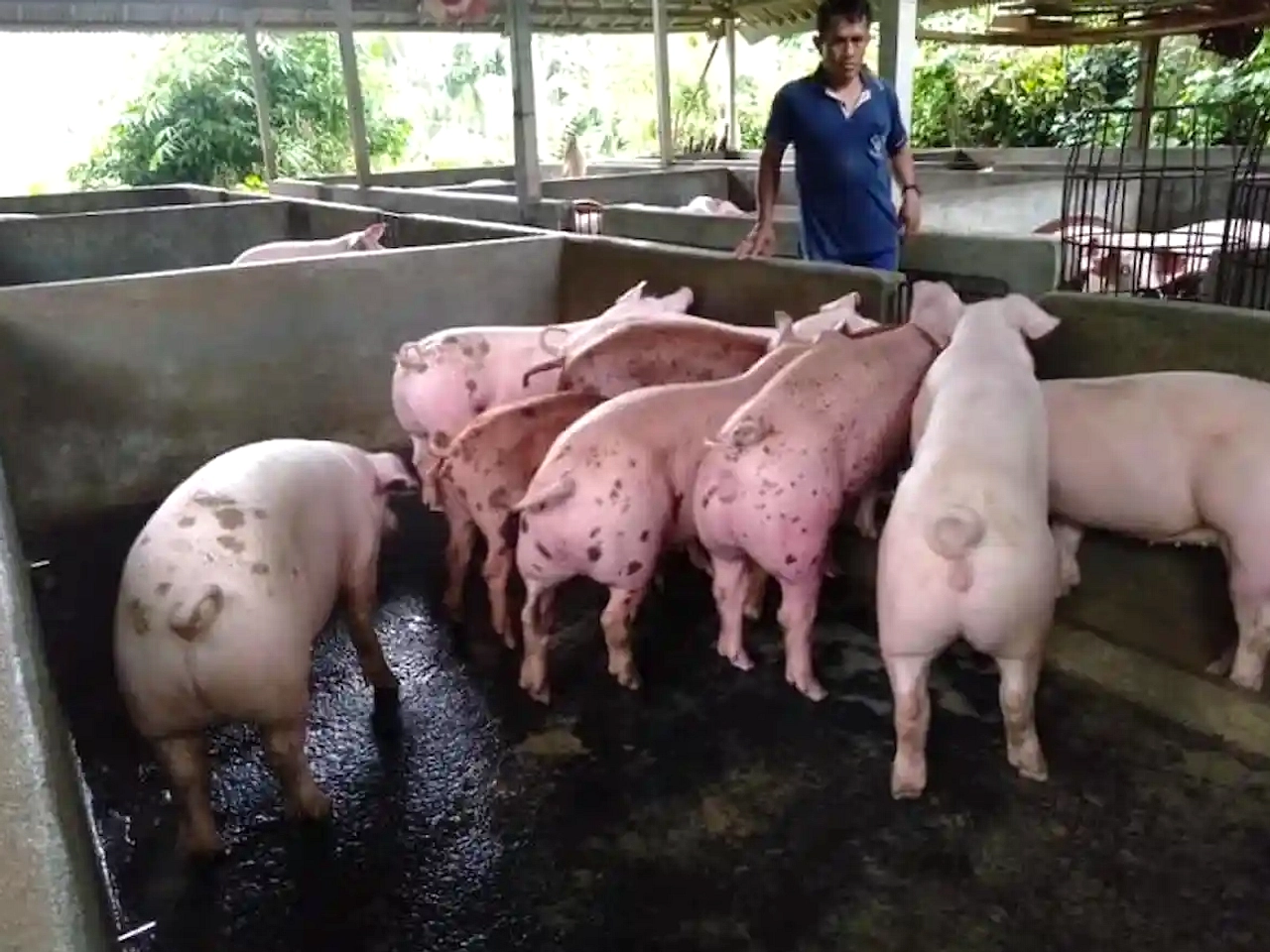 21 Tahun Sun Pan, Bekerja di Kios Daging demi Keluarga