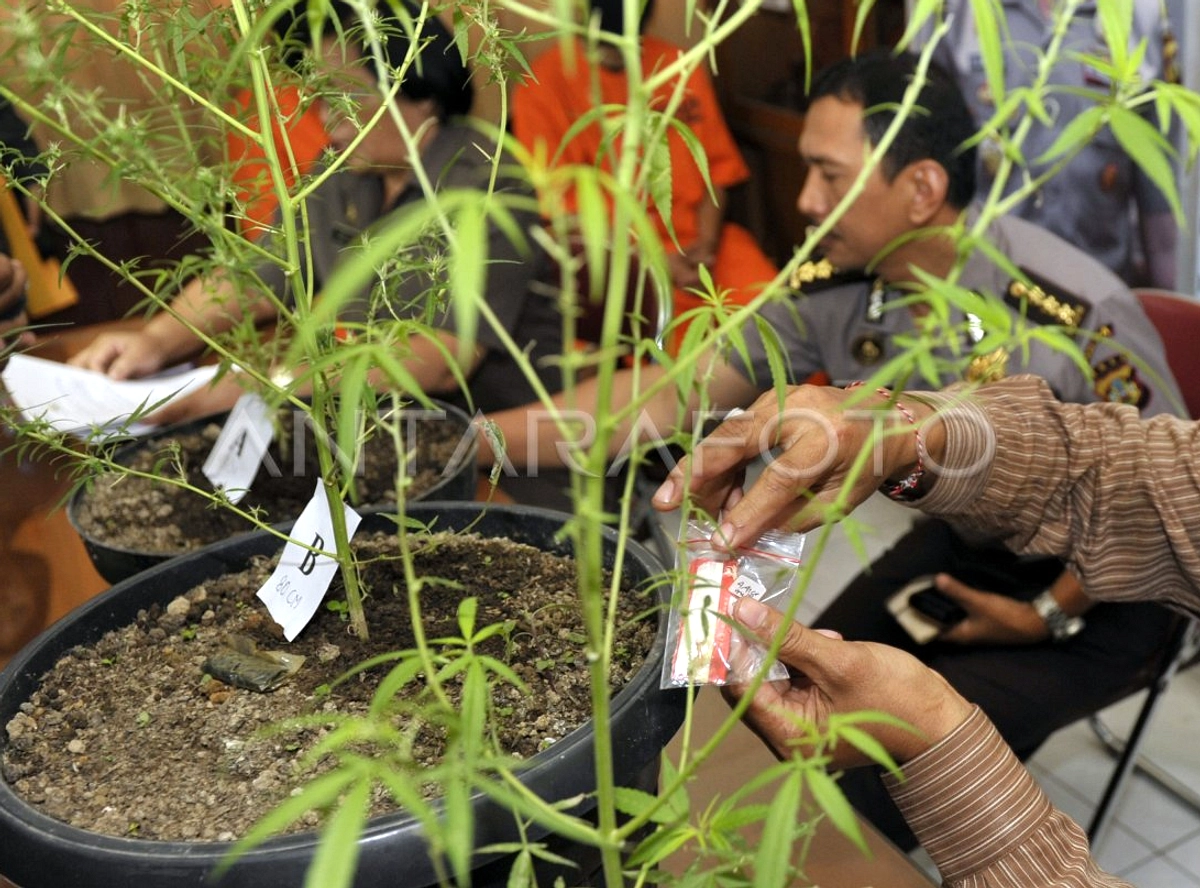 21 Tahun Yohanes Tangkap Ganja di Rumah Solo, Polisi Tindak
