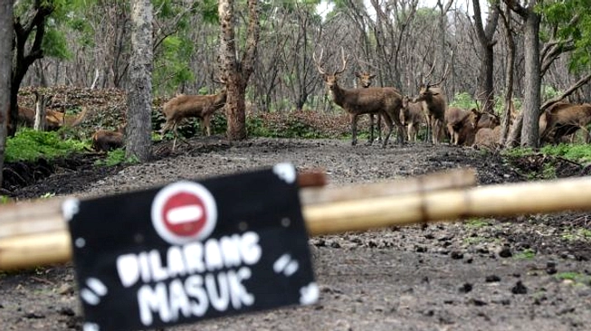 4 Rusa Muncul Jalan Depok, Pengendara Motor Usir Malam