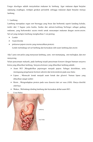 5 Minuman yang Ganggu Kesehatan Usus
