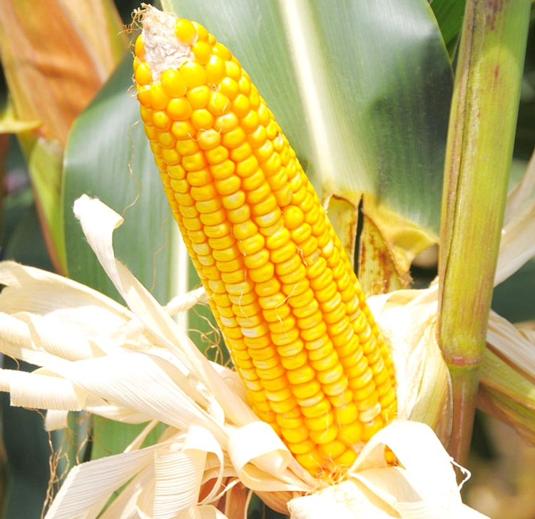 5 Mitos Jagung Manis Terbantahkan oleh Penelitian Data