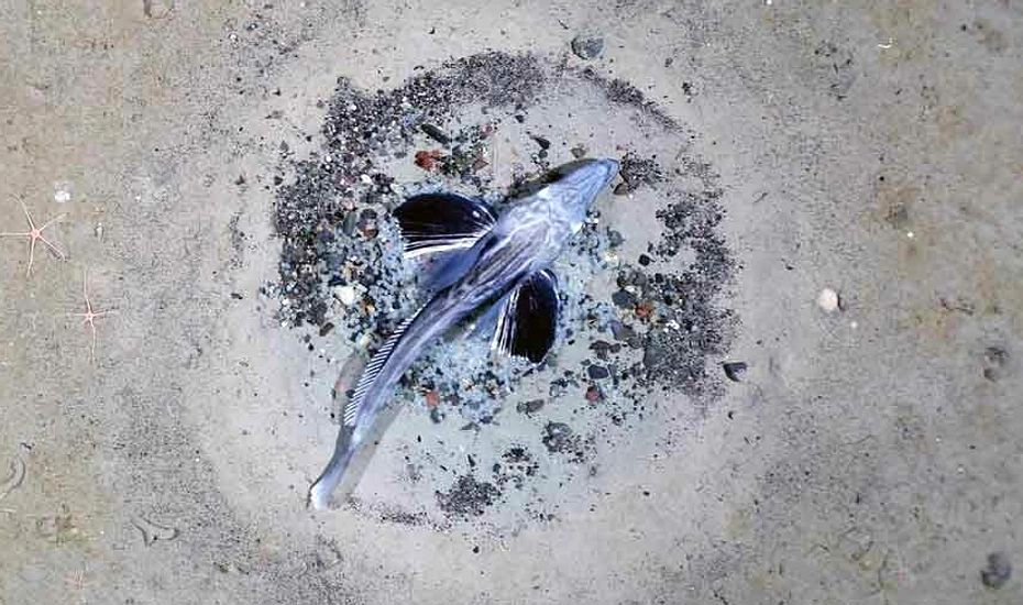 60 Juta Sarang Ikan Aktif di Bawah Es Antartika