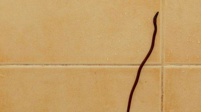 7 Hewan Tak Terduga yang Sering Muncul di Kamar Mandi