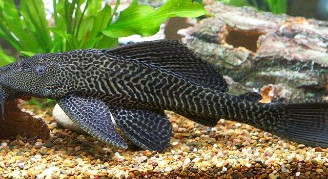 75 Ikan Dilarang Indonesia: Cek, Laporkan, Lindungi