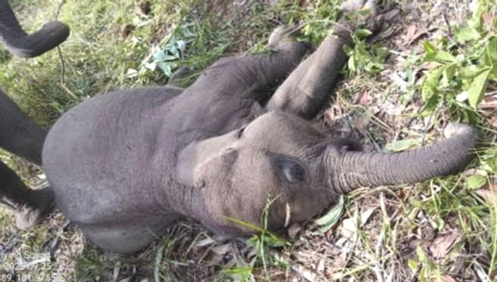 Anak Gajah Sakda Pulih, Kembali ke Kelompok Liar