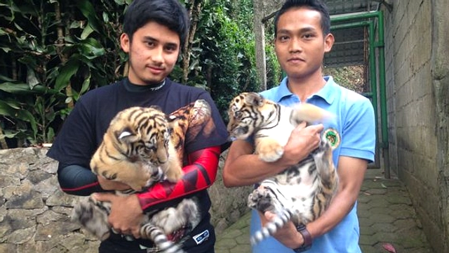 Anak Harimau Hara Meninggal di Bandung Zoo, Investigasi Berjalan