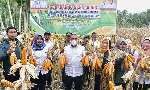 Anggaran Benih Jagung Sumut Rp 12 M Ternyata Salah Input, Jadi Rp 4,7 Miliar