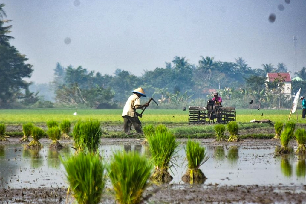 Anggaran Pangan RI 2027 Capai Rp195 Triliun