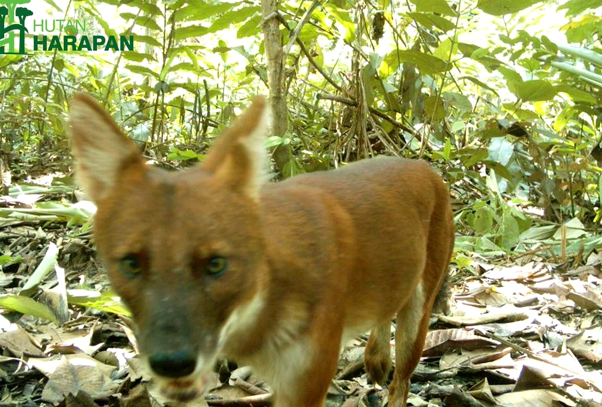 Anjing Hantu Amazon Terungkap: 15 Hewan per 100 km²