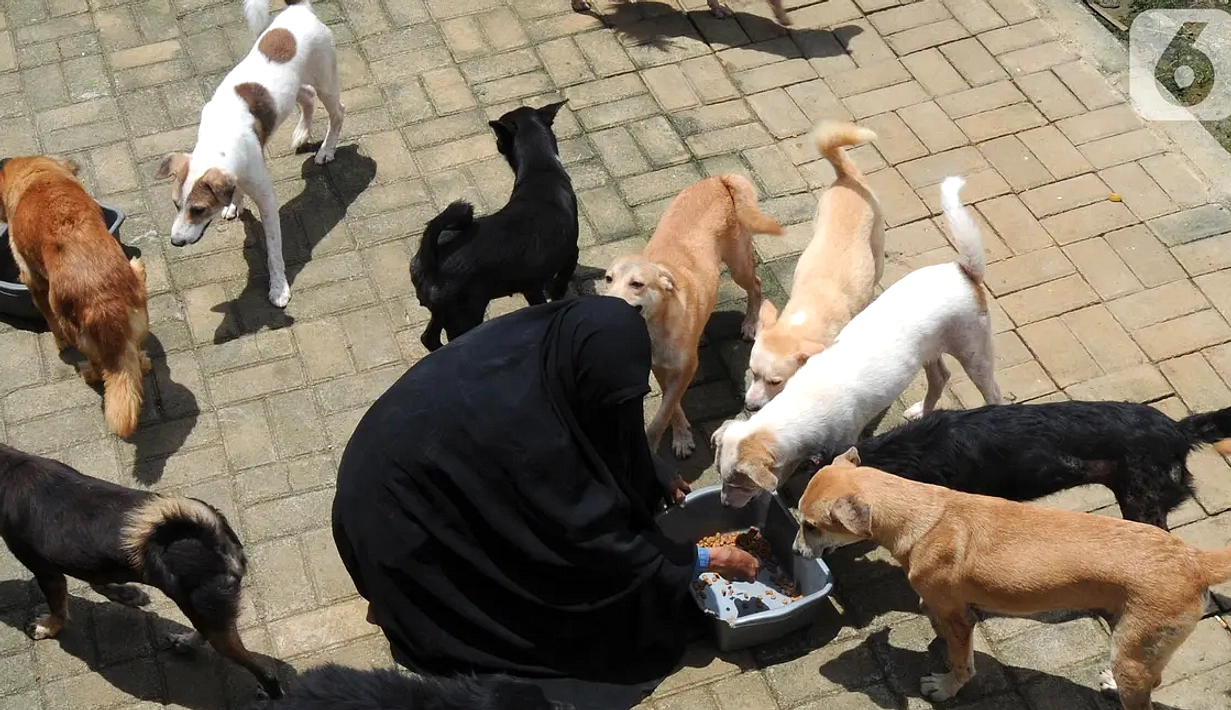 Anjing Liar Berpatroli di Dusun Cimanggu, Damkar Tanggapi