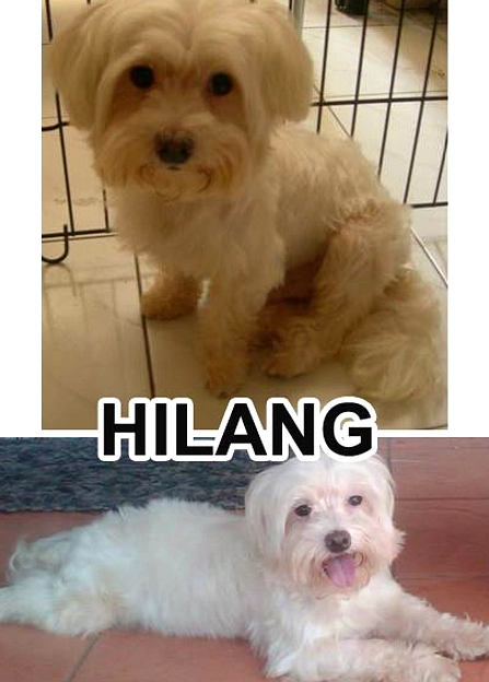 Anjing Piyo Hilang, Iwan Tawarkan Rp800.000 untuk Temuan