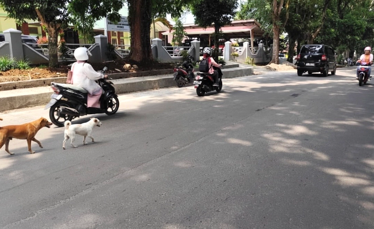 Anjing Serang Pengendara Motor, Warga Resah