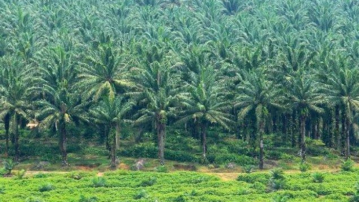 APN Catat Surplus Operasional Rp2,86 Triliun di 2025