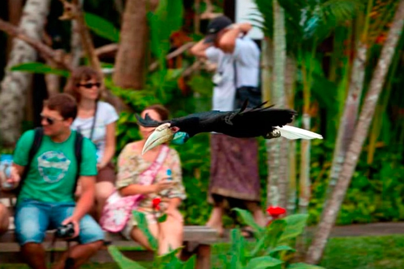 Atat Bali Pulih: 60 Burung Dikembalikan ke Bali Bird Park