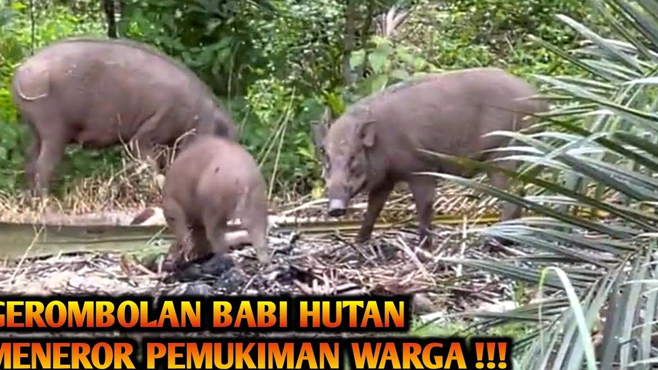 Babi Hutan Serang 4 Warga, 2 Luka Berat di Cianjur