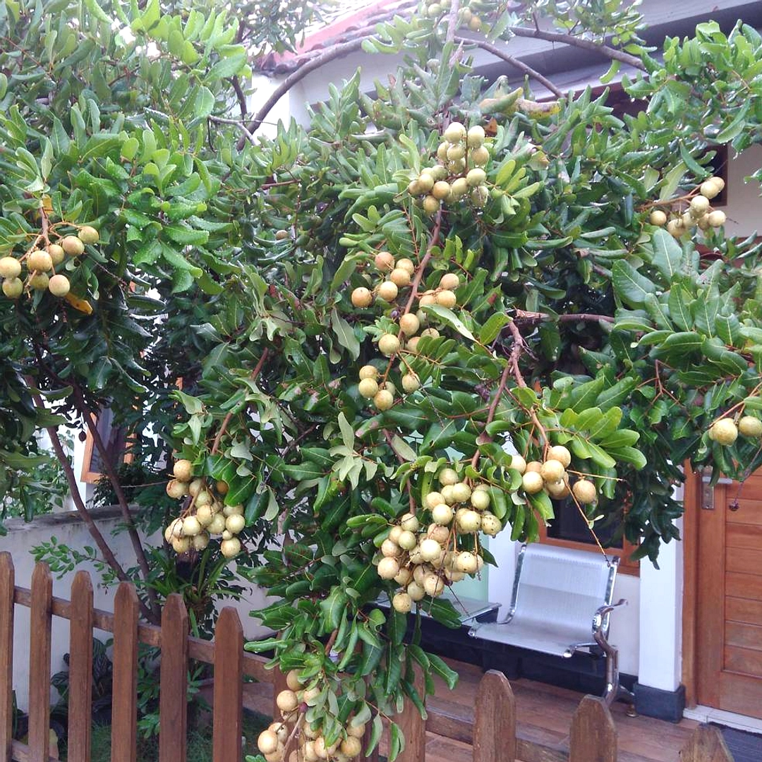 Bagaimana Apel, Citrus, Anggur, dan Berry Tahan Lama di Kulkas