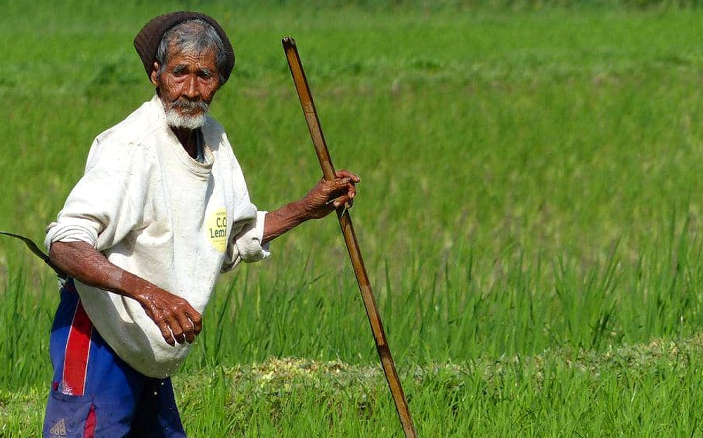 Bahasa Sunda Punya Puluhan Nama Khusus untuk Hewan di Sawah