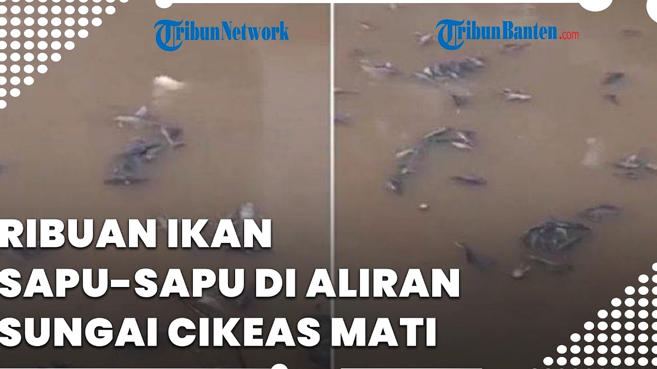 Bahaya Konsumsi Ikan Sapu‑Sapu: Logam Berat & Parasit