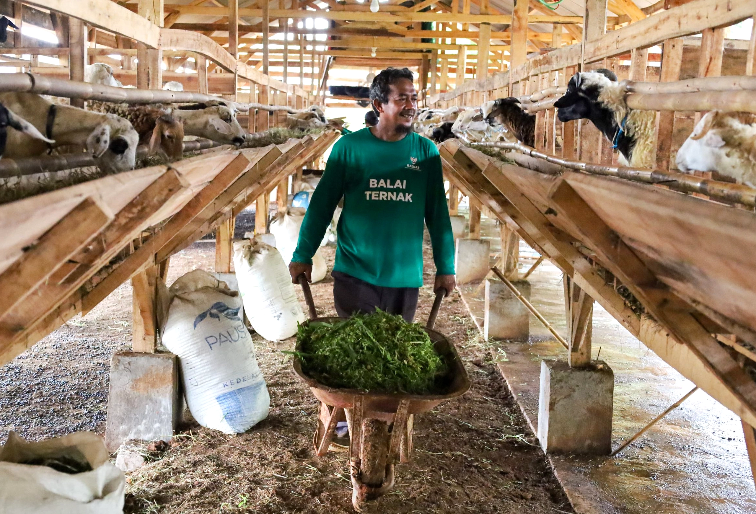 Balai Ternak BAZNAS Lampung Tengah Tingkatkan Ekonomi Desa