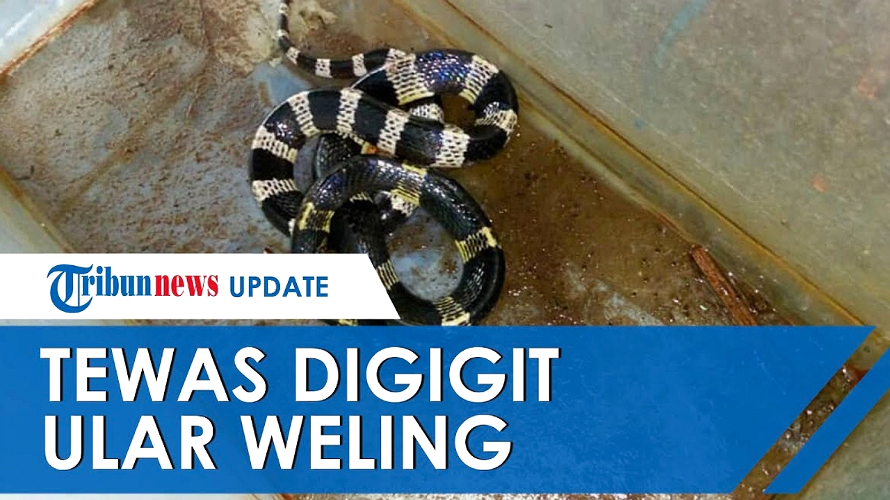 Balita Tewas Digigit Ular Saat Tidur di Pekalongan
