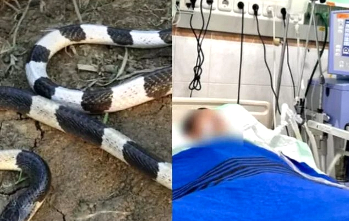 Balita Tewas Digigit Ular Weling Saat Tidur di Rumah