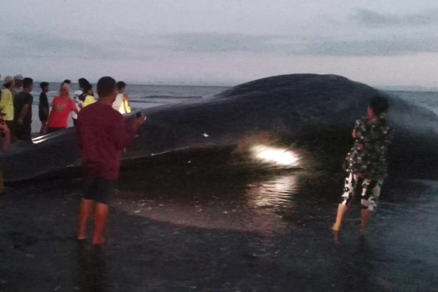 Bangkai Paus di Pantai Perancak Kembali Muncul
