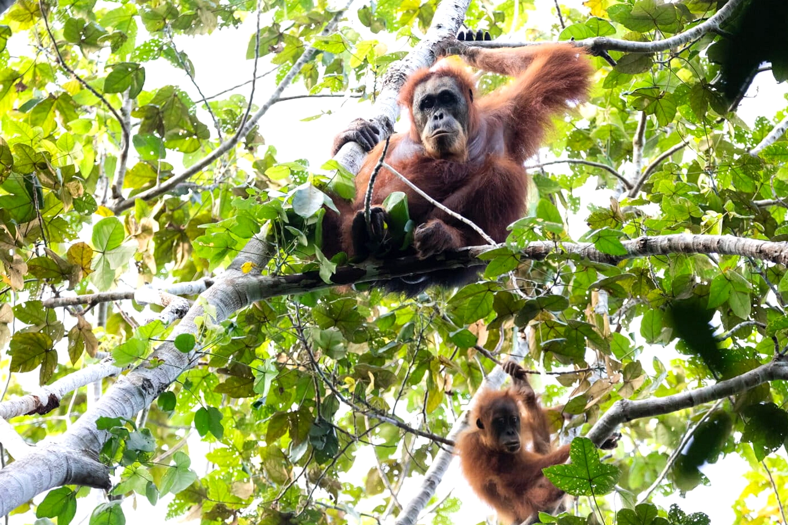 Banjir 2025: 58 Orangutan Tapanuli Tewas, Populasi 11%