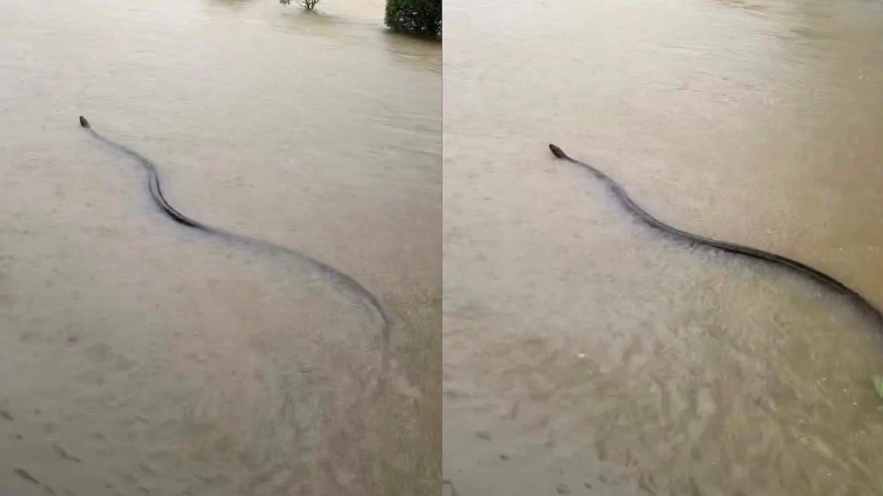 Banjir di China, Ratusan Ular Berbisa Kabur ke Pemukiman