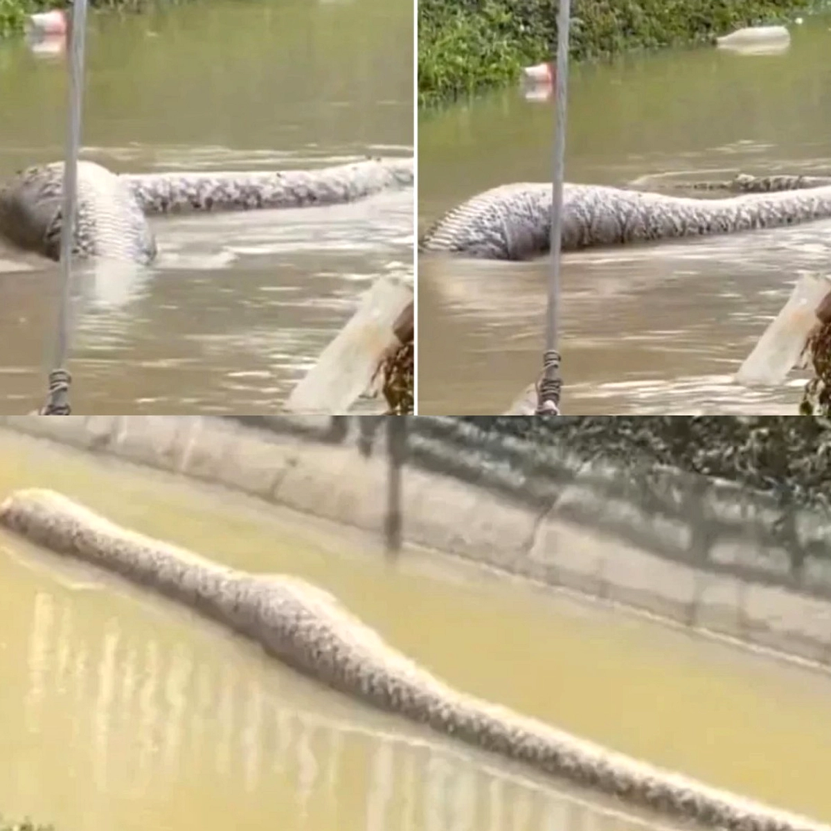 Banjir di China, Ratusan Ular Kobra Lepas