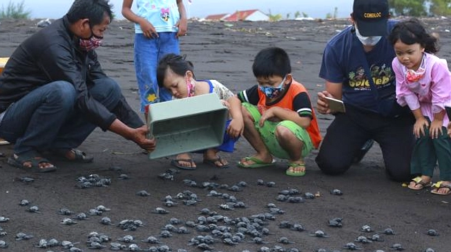 Banyuwangi Miliki Pusat Penetasan 20.000 Telur Penyu