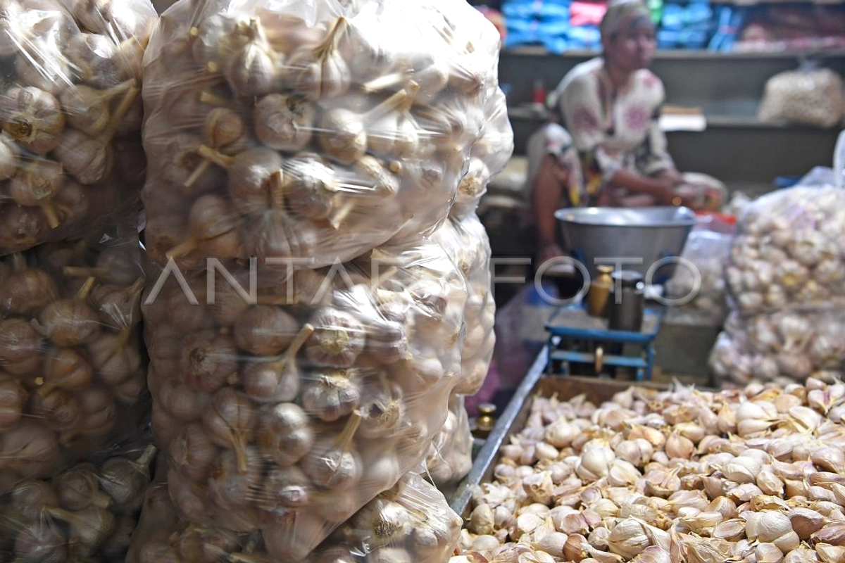 Bawang Putih Target Swasembada 100.000 Hektare 4 Tht