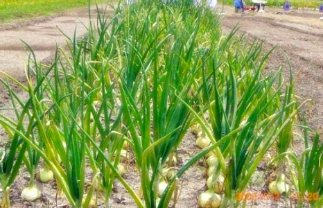 Bawang Putih Target Swasembada dalam 3‑4 Tahun Indonesia