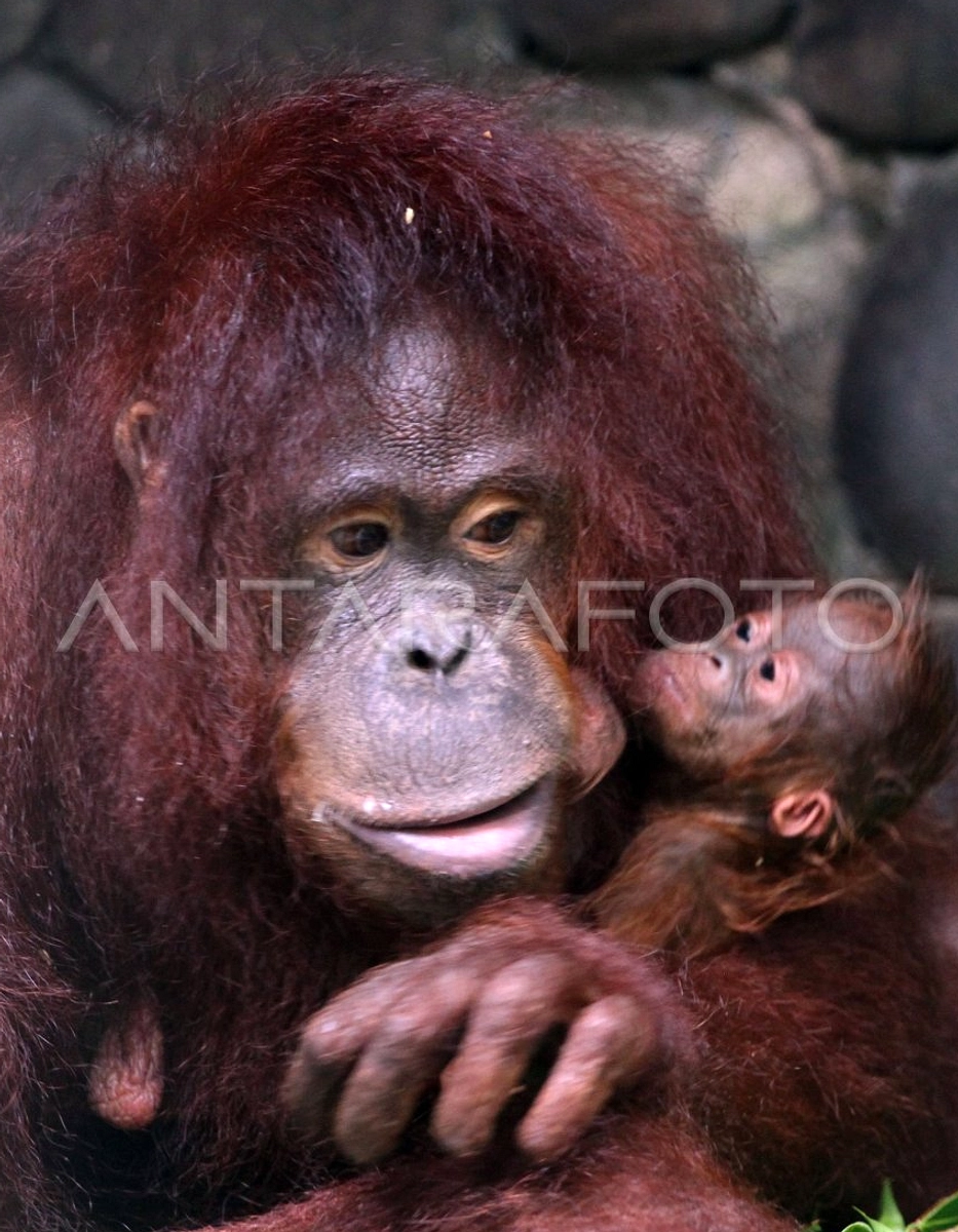 Bayi Orangutan Sumatera Lahir di Cagar Alam Jantho 2026
