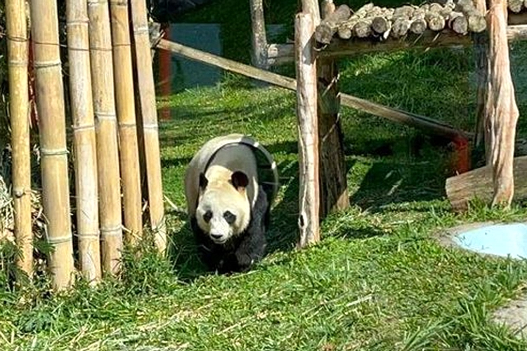 Bayi Panda Raksasa Satrio Lahir di Taman Safari Indonesia