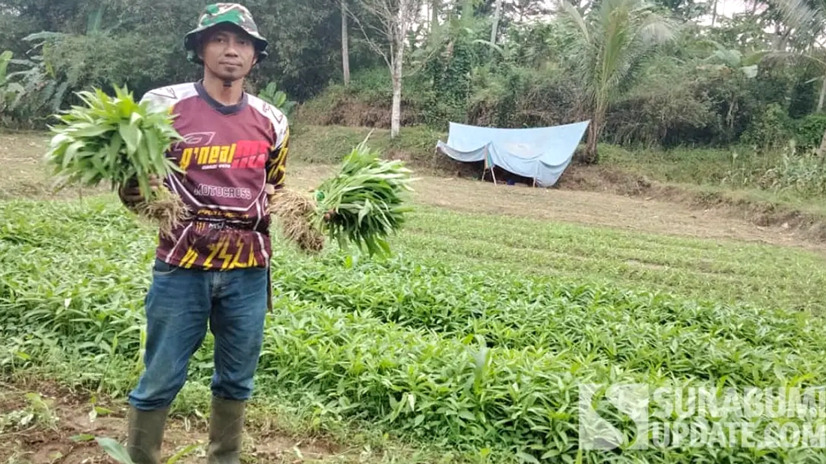 Bendungan Cidadap Jebol, Petani Kebonpedes Tanpa Air Panen
