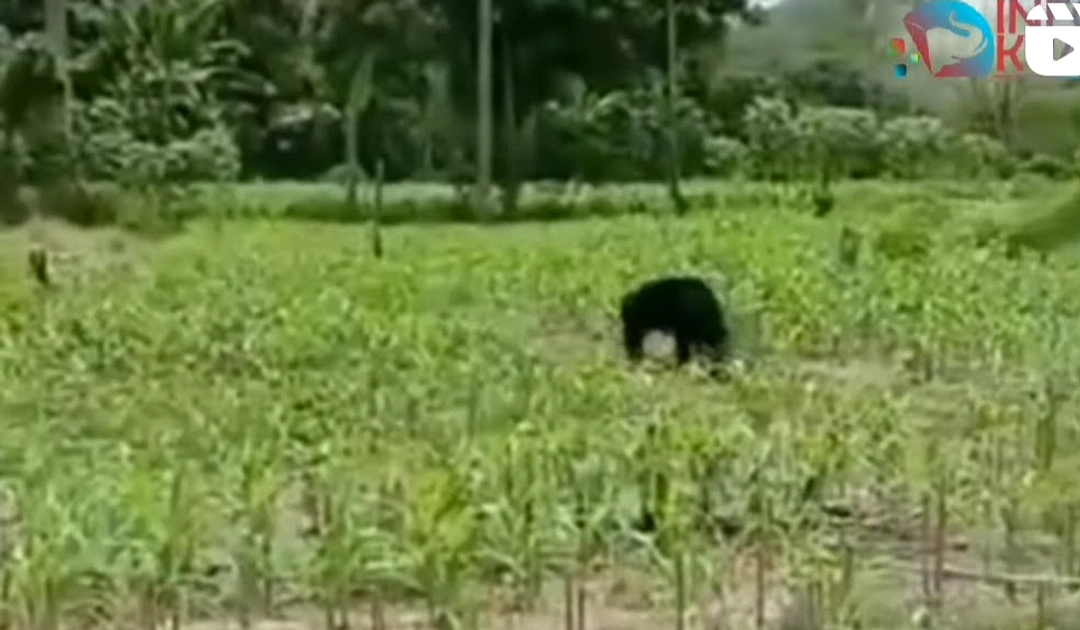 Beruang Terlihat di Pekon Kali Sari, Warga Waspada Tanggamus