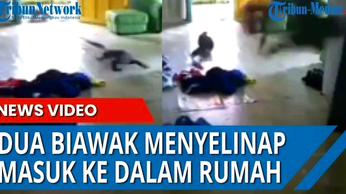 Biawak Gelut di Plafon Rumah Gajahmungkur, Satu Terjatuh