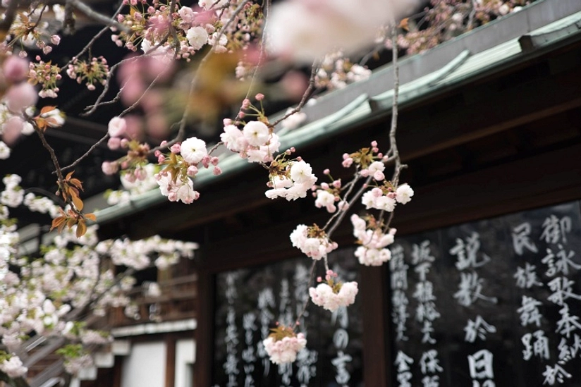 Biaya Hanami di Jepang Naik 25% Karena Inflasi Global