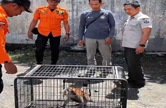 BKSDA Bali Terima 16 Monyet Ekor Panjang Perizinan Tingkatkan