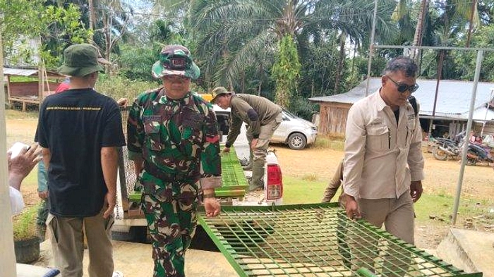 BKSDA Selidiki Jejak Diduga Harimau di Muratara