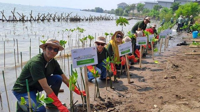 BNI Tanam 258 Ribu Mangrove, Warga Pesisir Ikut Untung