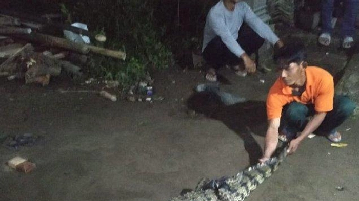 BPBD Banyuasin Tangkap Buaya Liar di Kolam Ikan Warga