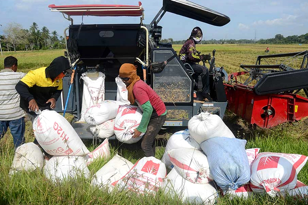 BPS: Produksi Beras Jan‑Mei 2026 Turun 2,22% (16,57 jt ton) di BPS