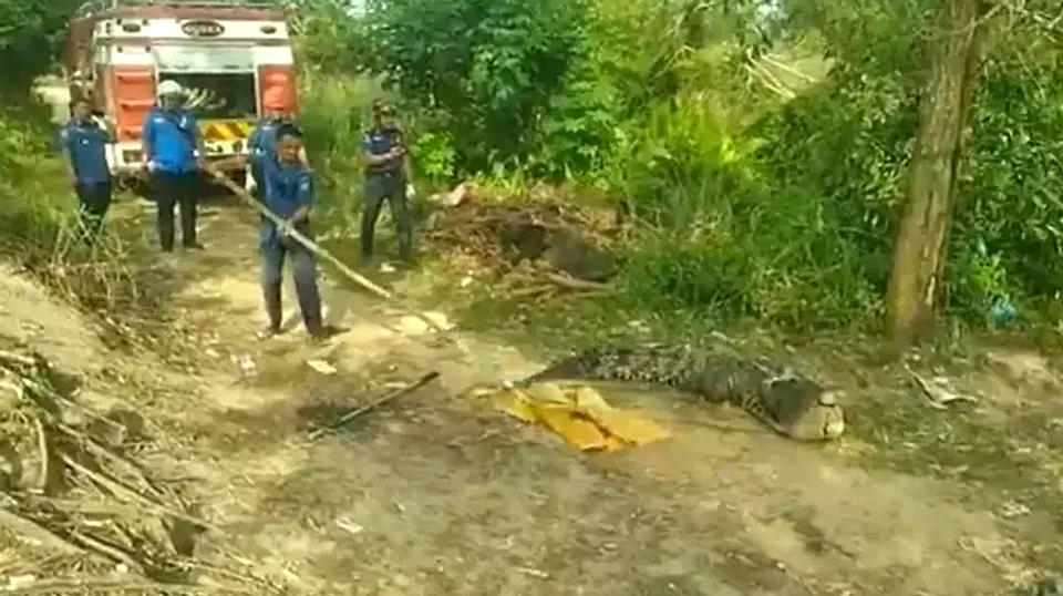 Buaya 1,5 Meter Muncul di Permukiman Palu, Warga Panik