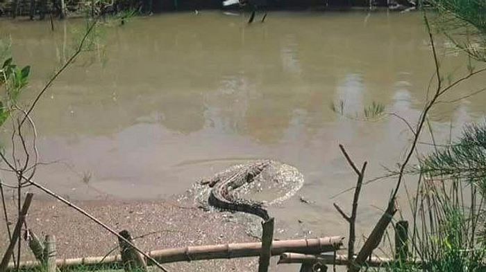 Buaya Besar Melintas Mangrove Surabaya, Viral di TikTok
