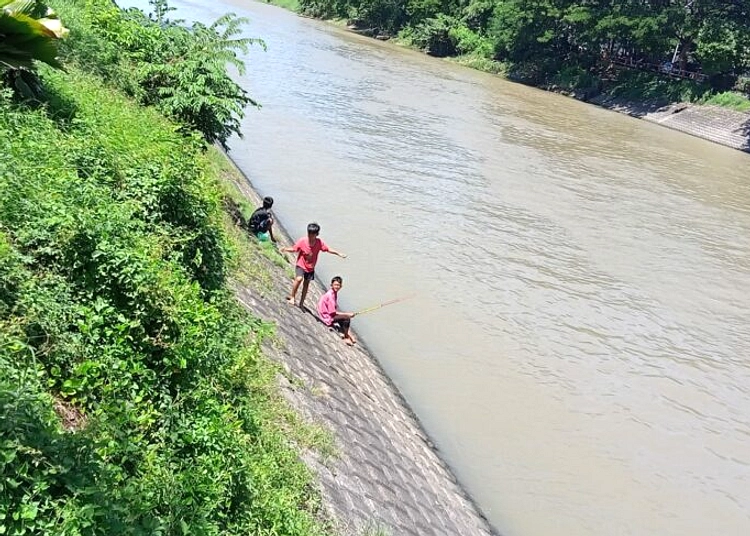 Buaya Muara 2 Meter Muncul di Kali Jagir Surabaya