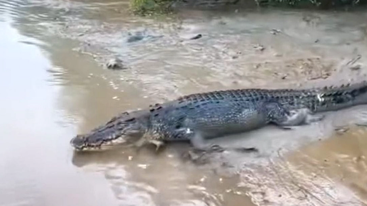 Buaya Muara 2 Meter Muncul di Kali Jagir Surabaya
